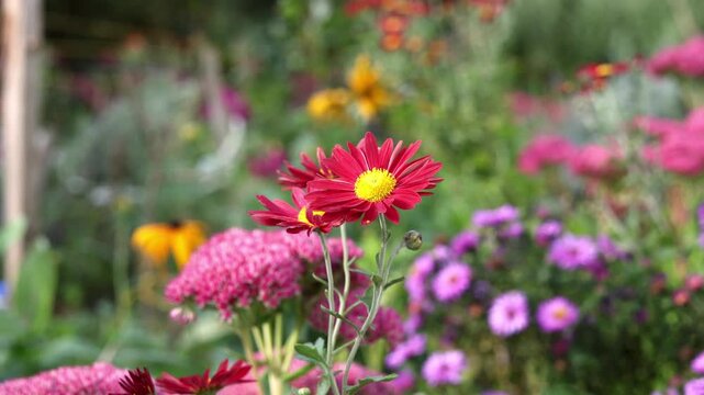 Red chrysanthemum flowers moving in gentle breeze in colorful autumn garden, close up with blurred background