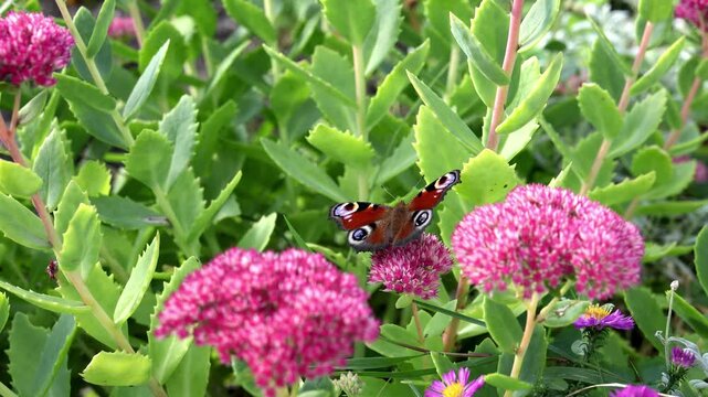Peacock butterfly resting on pink flower among green leaves in garden
