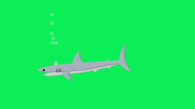 Cartoon shark swims across the frame on green screen, showing a side profile with a dorsal fin; useful for content, projects, backgrounds, characters, television, storytelling, and presentations.