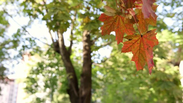 Red maple leaves moving in gentle breeze with blurred trees in background on sunny autumn day
