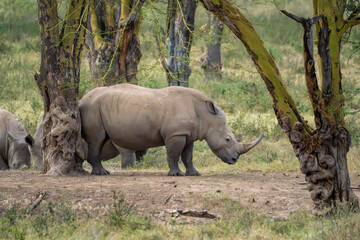 White Rhinoceros Grazing Among Yellow Fever Trees in Savanna © Noa Amel