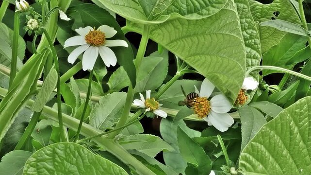In this video with the speed slowed down 40%, a busy bee flies from flower to flower to obtain nectar. In the process, it pollinates the flowers at a field in Mandaue City, Philippines.
