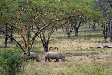 White Rhinos Grazing Beneath Acacia Trees in African Savanna © Noa Amel