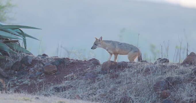 Rare: Pair of Indian Golden Jackals trots along grassy ridge at dawn; slow motion canid ethology.