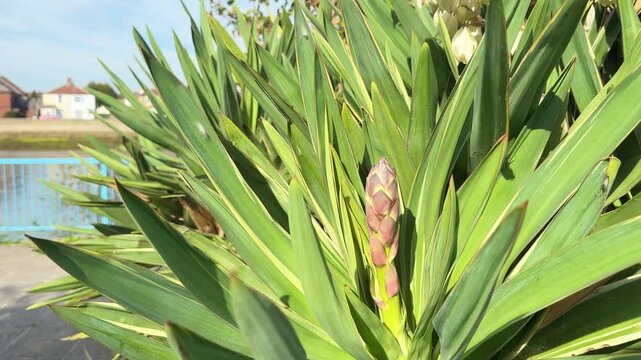 Close up of a yucca gloriosa flower bud in Gosport, England