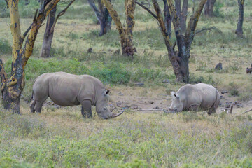 Two White Rhinos Grazing in African Savanna Woodland © Noa Amel