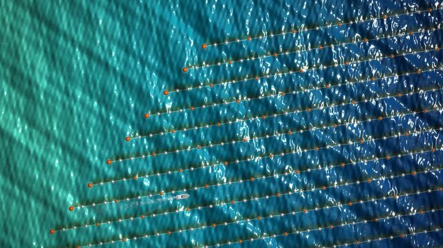 Seaweed Farm Aerial Kelp Longlines Turquoise Sea Seamless Loop