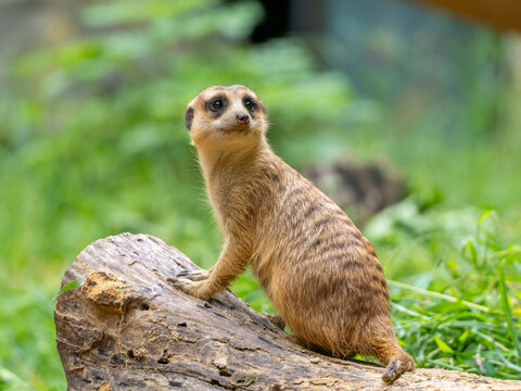 Alert Meerkat Standing on a Log in a Green Natural Setting