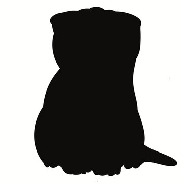 Black cat