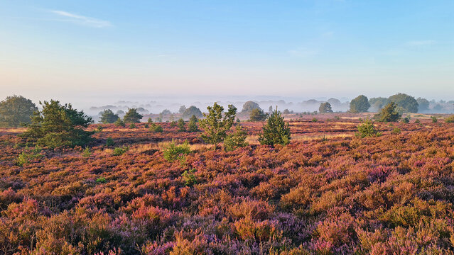Blooming heath on the Veluwe with morning mist