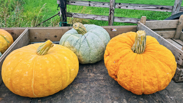 Pumpkins on a wagon in autumn