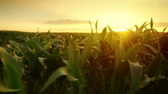 The camera moves slowly among corn field at sunset