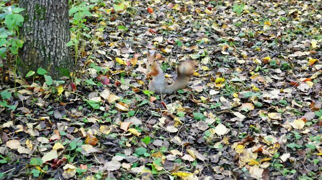 Red squirrel stands on its hind legs among colorful fallen leaves on the forest floor.