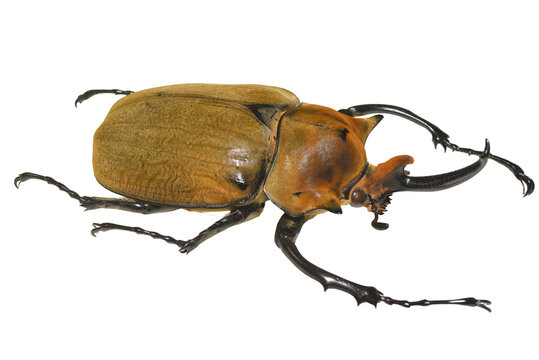 Elephant beetle specimen isolated on transparent background