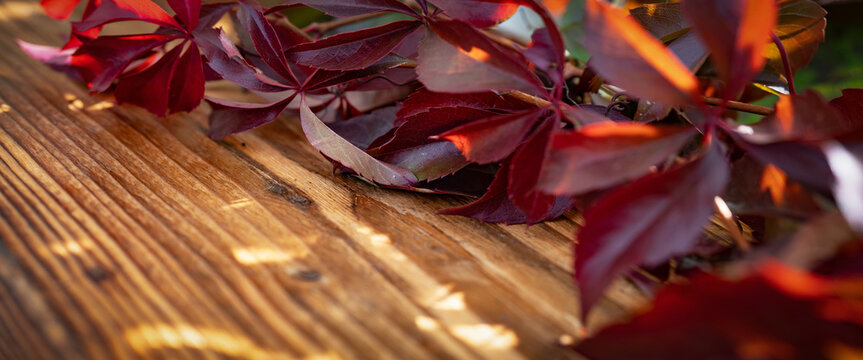 Colorful autumn leaves on rustic wood in sunlight with shadows. Background for autumn decoration and space for text.