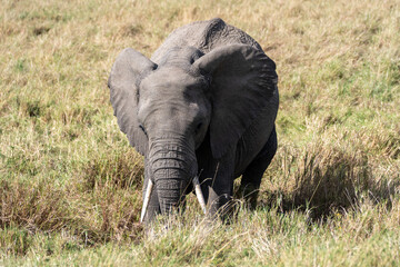 African Elephant with Ears Spread Walking in Savanna Grass © Noa Amel