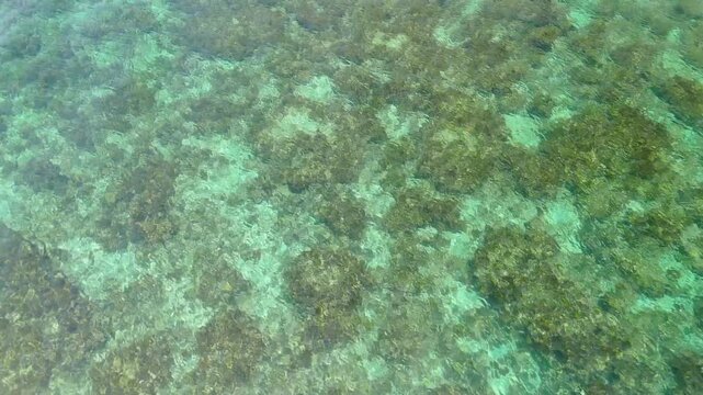 Seaweed in sea water. High Angle View Of Algae In body of water