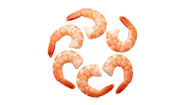 Fresh cooked shrimp arranged in a circular pattern isolated on transparent background