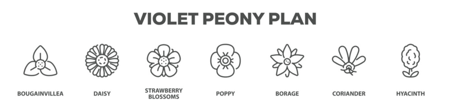 Violet Peony Plan with icon of Bougainvillea, Daisy, Strawberry blossoms, Poppy, Borage, Coriander, Hyacinth