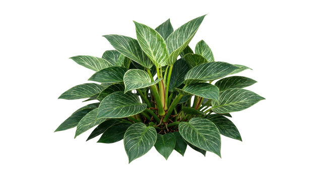 Isolated philodendron birkin houseplant with variegated green and white leaves transparent background