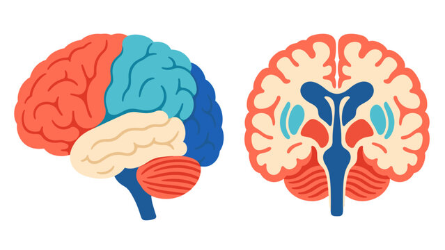 Human brain anatomy in side view and coronal section