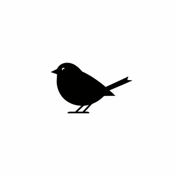 blackbird isolated on white background