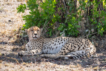Cheetah Lying in Shade Under Green Bush, Looking at Camera © Noa Amel
