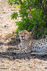 Cheetah Resting in Shade Beneath Bush with Alert Gaze © Noa Amel
