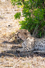 Cheetah Lying in Shade Beside Bush on Savanna Grassland © Noa Amel