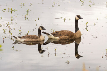 Canada geese (Branta canadensis), Ankeny National Wildlife Refuge, Oregon © George