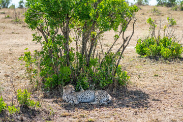 Cheetah Resting in Shade Under Tree on Savanna © Noa Amel