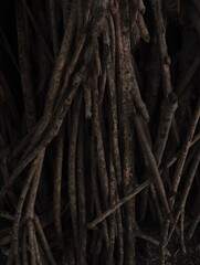 Fototapeta premium close up of tree roots