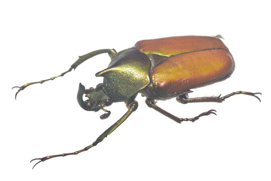 Horned scarab beetle specimen in side view isolated on transparent background