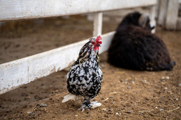 A speckled chicken stands on the dirt floor of a farm enclosure, with a ram lying in the background. © Marina