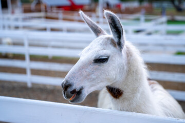 Fototapeta premium Close view of a white llama standing behind a fence in an outdoor enclosure.