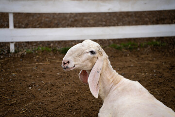 A white sheep stands in a fenced outdoor pen on dirt and straw, shown in close-up against a white rail fence. © Marina