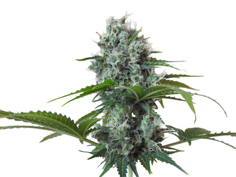 marijuana bud Isolated on transparent background 