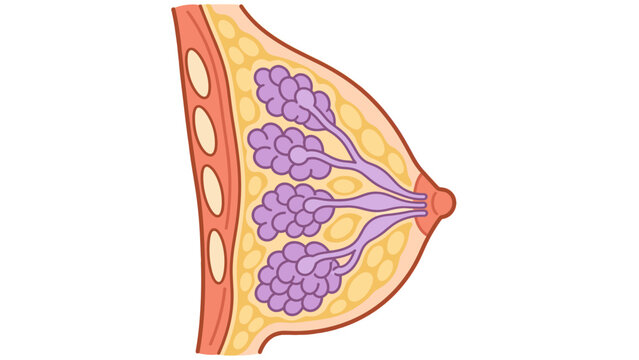 Breast anatomy cross section showing mammary glands and milk ducts