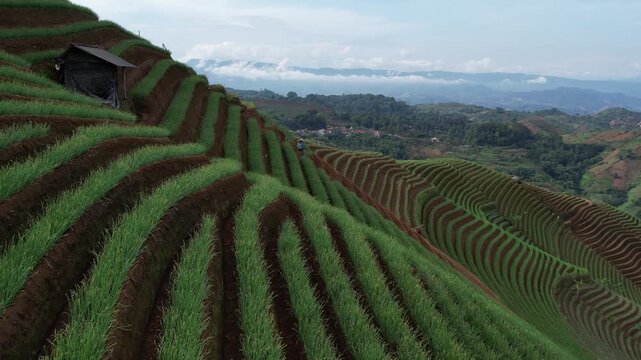 Aerial View of Farmers Working on Lush Green Terraced Vegetable Fields in Rural Highlands of Panyaweuyan, Majalengka, West Java
