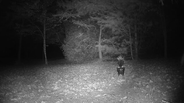 Infrared trail camera footage captures two striped skunks competing for a food source at night, with tension and attempts at intimidation during this natural wildlife encounter.