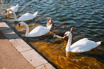 White mute swans and greylag geese resting along concrete pond edge in park water during bright sunny day. © Octavian