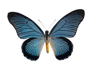 Fototapeta premium Giant blue swallowtail butterfly (Papilio zalmoxis) isolated on white background.