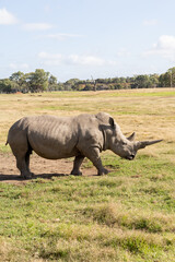 rhino in the zoo © Lucy Rock