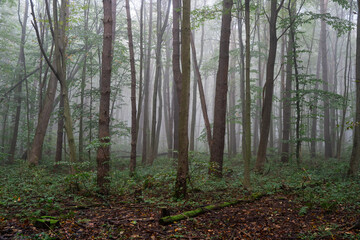 Obraz premium Cinematic moody background with a wild dense forest and morning mist. Dense woodland scenery representing an environmental preservation, clean air and eco concept.