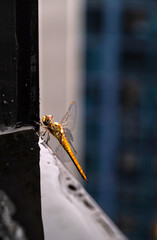 Close-up of a dragonfly with water droplets on a dark moody background. © Maria