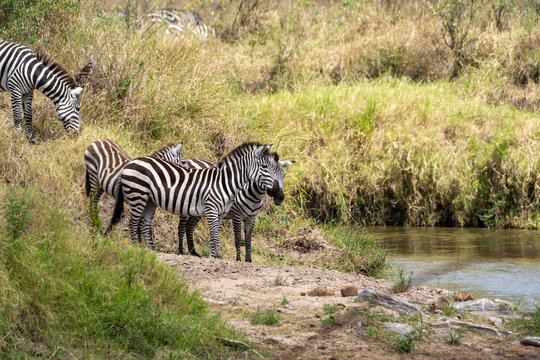 Zebras Gathering at Riverbank in African Savanna