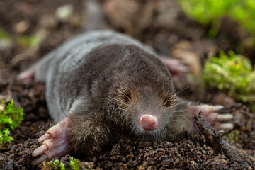 Obraz premium Mole Resting on Soil in a Natural Habitat