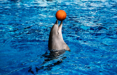 A bottlenose dolphin balancing a bright orange ball on its snout in sparkling blue pool water during a marine show. © Grey Zone