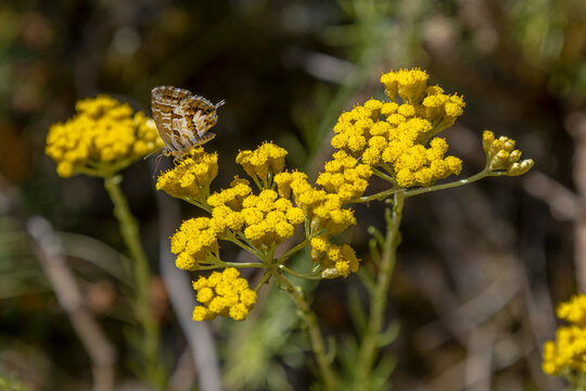 Butterfly on Yellow Flowers in a Natural Setting