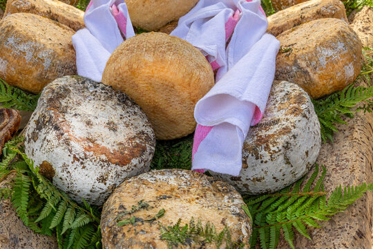 Cheese on Wooden Table With Leaves